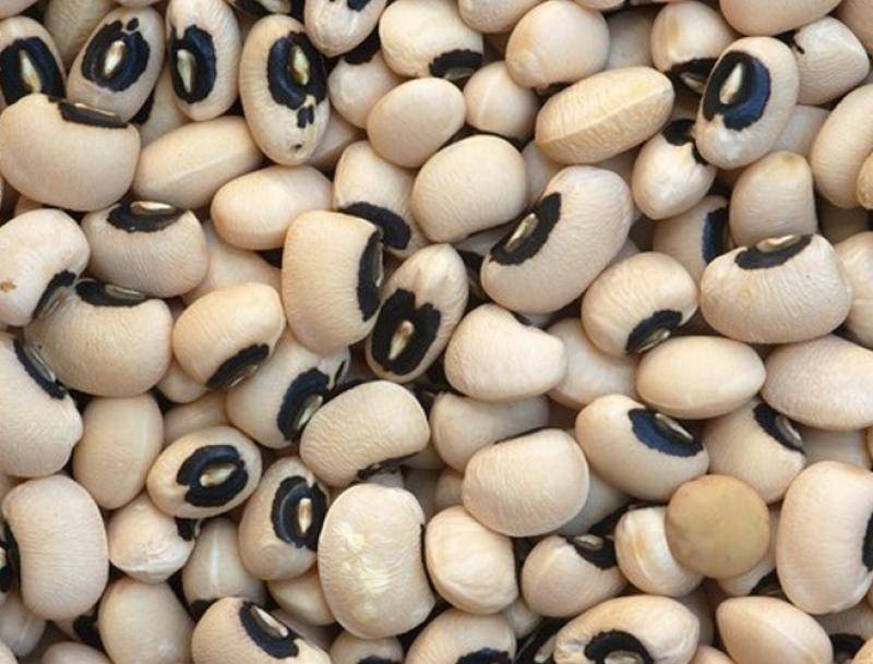 peru-exporto-frijol-castilla-por-casi-us-18-millones-en-2021-27037 Frijol De Castilla - Imagen 1