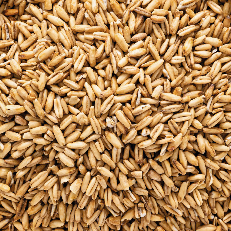 Semilla-de-Avena-SiembraGreat_Mesa-de-trabajo-1 Avena Entera Kg - Imagen 1
